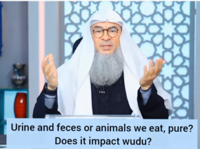 ​Is urine & feces (droppings) of animals we eat, pure? Does it impact our wudu?