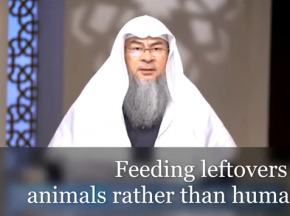 ​Feeding leftovers to animals rather than humans